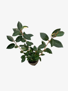 Eleagnus Verde - comprar online
