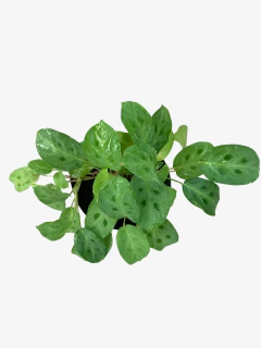 Calathea Maranta Kerchoviana - comprar online