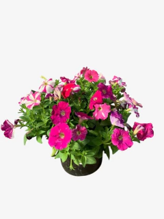 Petunia Mini en internet