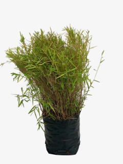 Pogonatherum Junceum (caña enana) - comprar online