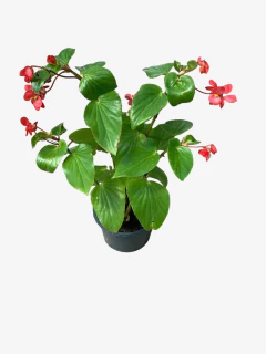Begonia dragon en internet