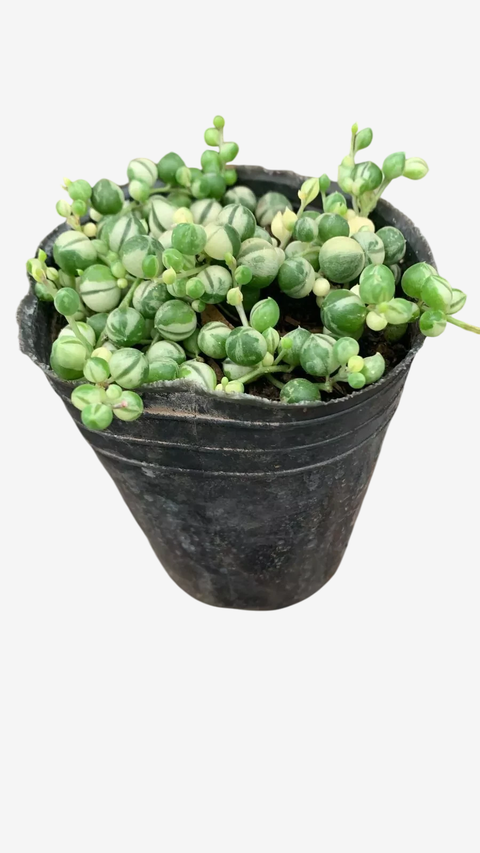 Rosario variegado - comprar online