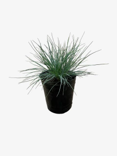 Festuca Ovina Glauca