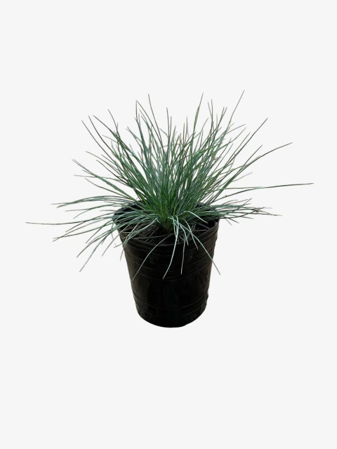 Festuca Ovina Glauca