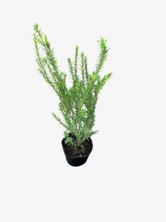 Melaleuca linearifolia - comprar online