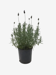Lavanda - VallsGarden