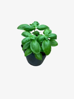 Albahaca en internet