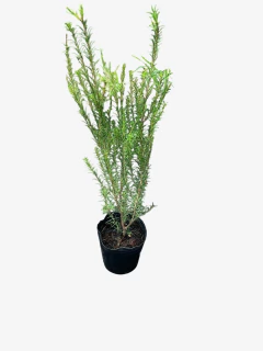Melaleuca linearifolia en internet
