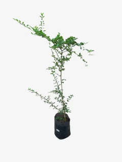 Ligustrum Sinense - VallsGarden
