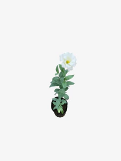 Lisianthus en internet