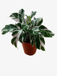 Calathea White Fussion - VallsGarden