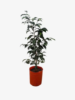 Ficus Benjamina - VallsGarden
