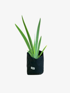 Iris Germanica - comprar online