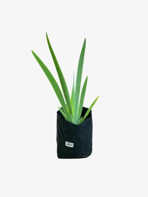 Iris Germanica - comprar online