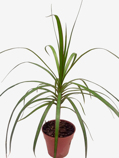 Dracena Marginata - comprar online