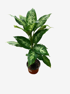Diefenbachia Mariana - VallsGarden
