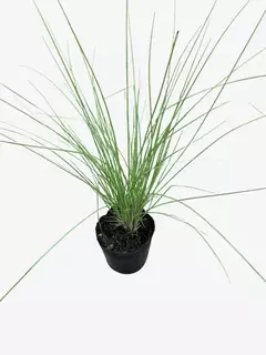 Pennisetum Setaceum Rupelli en internet