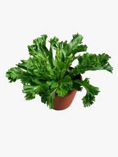 Asplenium Leslie (Bifurcado Compacto) - tienda online