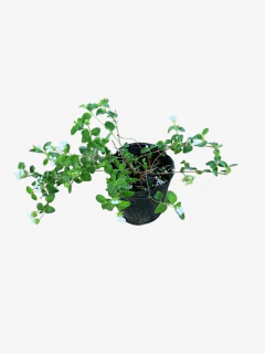 Lantana Montevidensis - tienda online