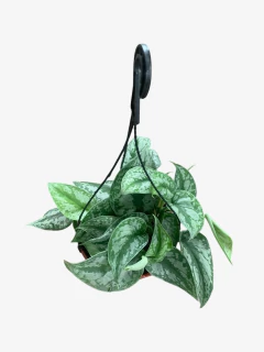 Pothus Silver - comprar online