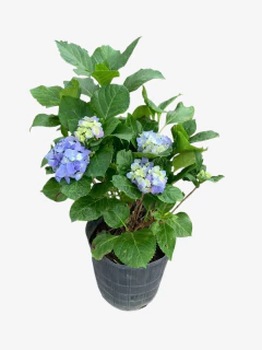 Hortensia Azul - VallsGarden
