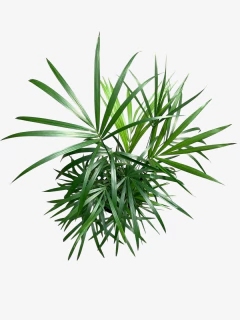 Palmito - comprar online