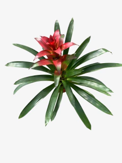 Guzmania - comprar online