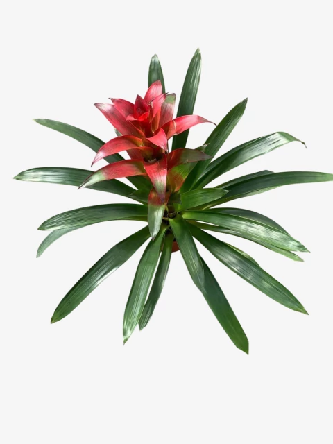 Guzmania - comprar online