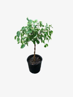 Ficus Benjamina Trenzado Topiario Diciplinado - VallsGarden