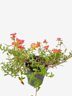 Portulaca grandiflora - VallsGarden