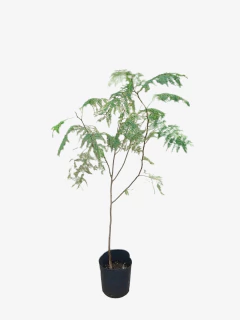 Acacia Visco