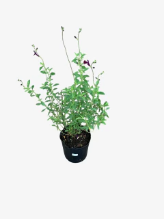 Salvia Greggi - comprar online