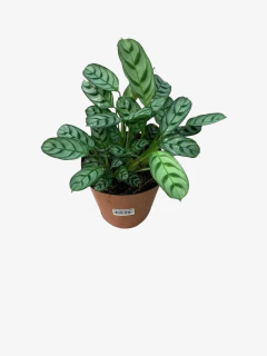 Calathea Portorriqueña - VallsGarden