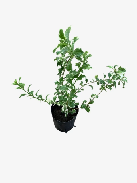 Duranta Erecta Alba en internet