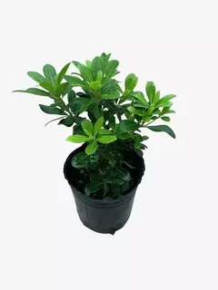 Pittosporum Enano (azarero) - tienda online