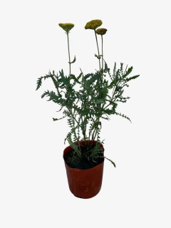 Achillea filipendulina - VallsGarden