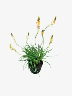 Bulbine Caulescens - VallsGarden