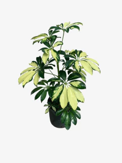 Aralia Ivonet en internet