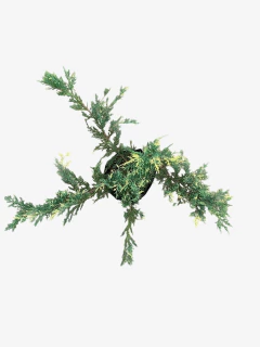 Juniperus V. Aurea en internet