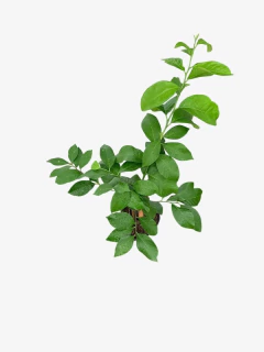 Limon Enano - VallsGarden