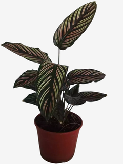 Calathea Mil Rayas - comprar online