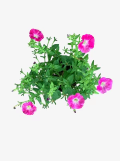 Petunia Mini - comprar online