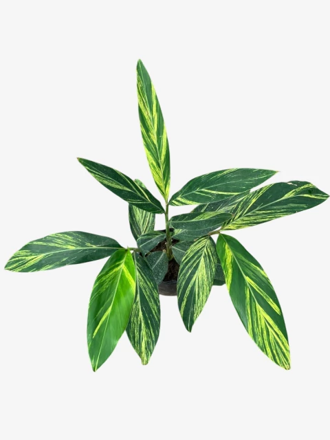 ALPINIA VARIEGATA - comprar online