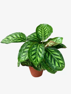 Calathea Moonlight - VallsGarden