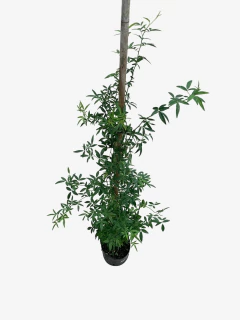 rosal Trepador Banksiae - comprar online
