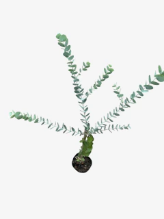 Imagen de Eucalipto medicinal