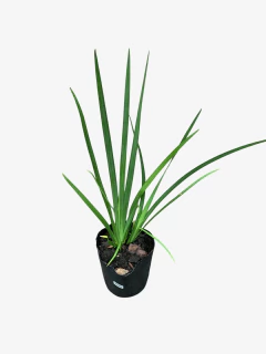 Dietes Vegeta Grandiflora en internet