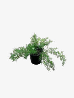 Asparagus Sprengeri - tienda online