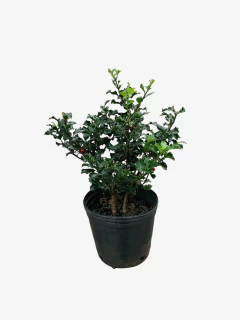 Ilex Meserveae Blue Princess (muérdago) - VallsGarden