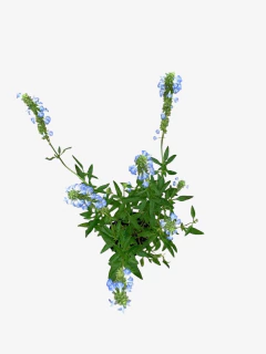 Salvia Uliginosa Celeste en internet